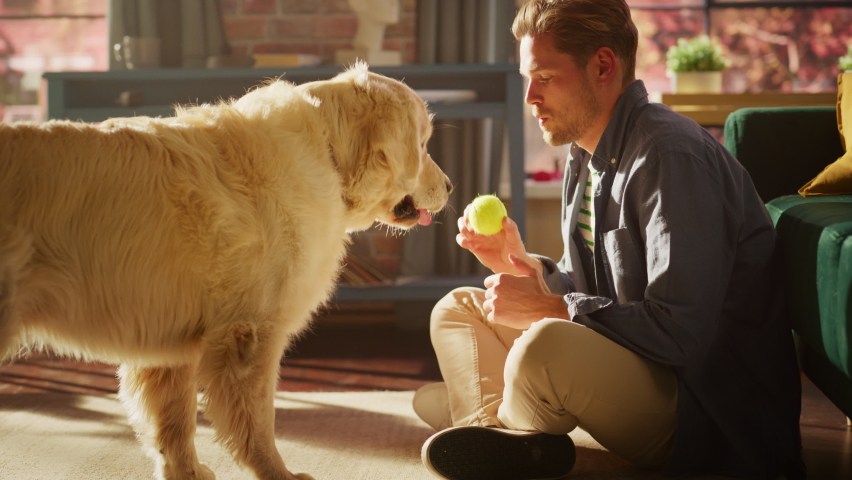 Young Adult Man Having Fun and Playing with His Golden Retriever Pet on a Living Room Floor. Dog Owner Training and Teasing His Canine Friend with a Ball at Home.