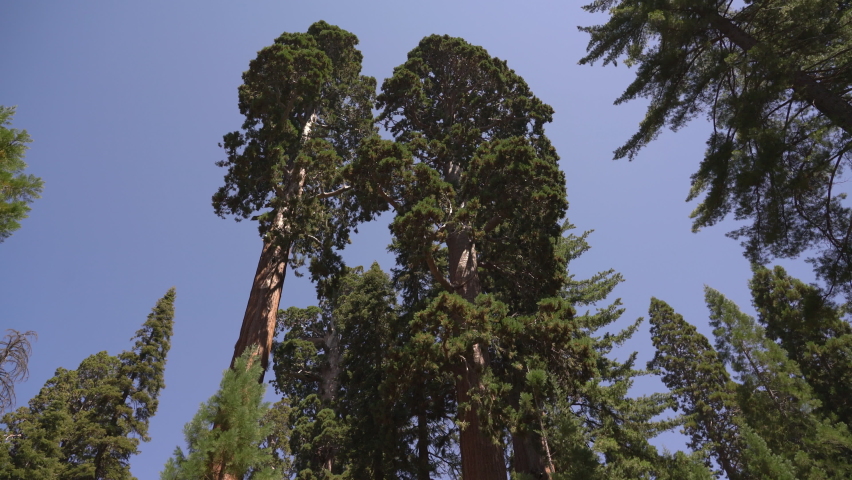 Sequoia General Grant Tree in Kings Canyon National Park California USA