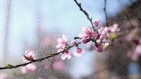 Close up video of Sakura blossoms in full bloom at spring day