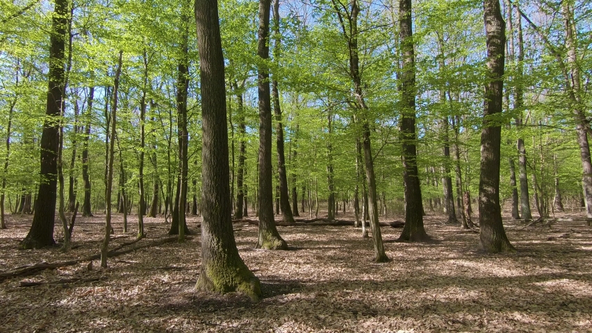 Springtime in a sessile oak (Quercus petraea) forest in Hungary | Shutterstock HD Video #1090564199