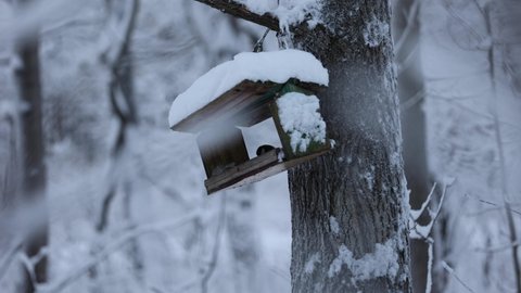 Hungry Birds Eat Food From Feeder On Winter Day In Forest. Bright Yellow Tit Parus Major On Tree Branches. There Are Many Tit  Birds In The Winter Snow Forest Feeding From The Feeder. 4k.
