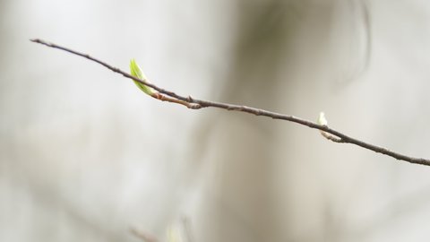 Small shoot and hazel bud in the forest in spring. Organic eco hazel growing in forest.