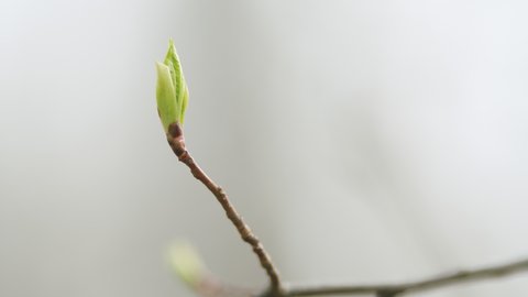 Small shoot and hazel bud in the forest in spring. Organic eco hazel growing in forest.