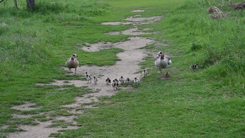 Amazing eleven goslings from one set of eggs