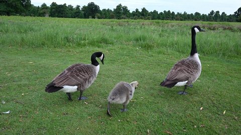 Pair of Canada geese with their one gosling