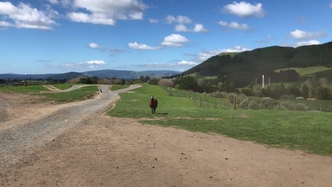 Lama and Alpaca farm tour with green landscape in New Zealand