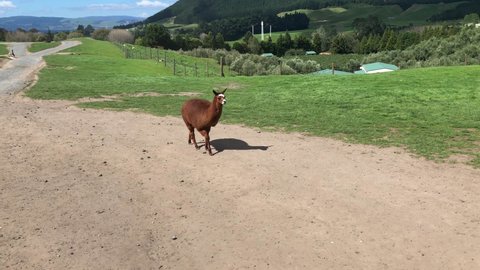 Lama and Alpaca following the camera during the farm tour with green landscape in New Zealand