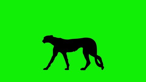 Silhouette Cheetah Animation Green Screen Background Stock Footage ...