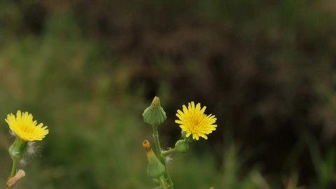 4k footage of Common Dandelion flower. 4k footage of Common Dandelion. With selective focus on the subject.