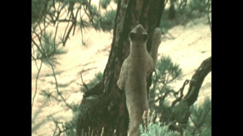 1980s: A cougar climbs into a tree. A black bear stands at the base of the tree. Cougar watches from the tree. Another cougar walks on a rocky outcropping.