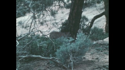 1980s: Cougar moves carefully through the underbrush and then pounces. A black bear runs off. Another cougar leaps out of a tree. A cougar walks down a rocky outcropping.
