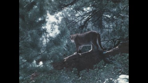 1980s: Two cougar cubs in spots explore near rocks. Juvenile cougars move down a rocky outcropping and walk along a ridge and fallen trees.