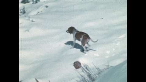 1980s: Dog sniffs around bushes. Cougar runs up a rocky outcropping and chases the dog. Man gets off a horse. Cougar chases. Man fires the rifle. Cougar scrambles up a cliff and escapes.