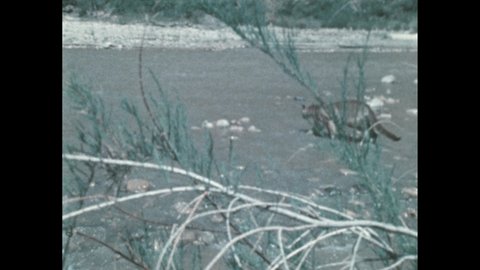 1980s: Juvenile cougar walks towards the center of a river. Cougar on the edge watches. Cougar in the river struggles to move out of the swift current of the center.
