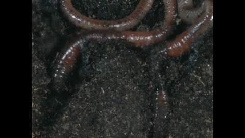 1970s: Earth worms wriggle in the dirt. Flatworm. Worm under water. Microscopic worm.