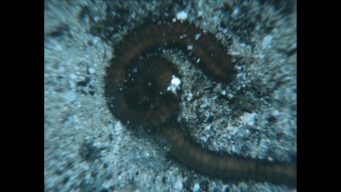 1970s: Worm wriggles around under water. Flatworm wriggles around. Long skinny worm wriggles around.