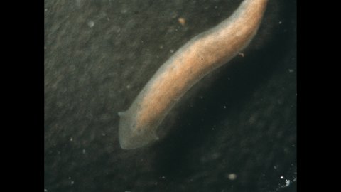 1970s: Flatworm moves around under water. Line marks the center of the worm. Head of worm under microscope.