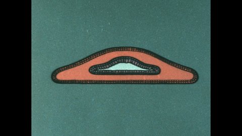 1970s: Diagram of flatworm. Drawing of inside of flatworm. Organ inside flatworm pulsates. Man cuts flatworm into thirds.
