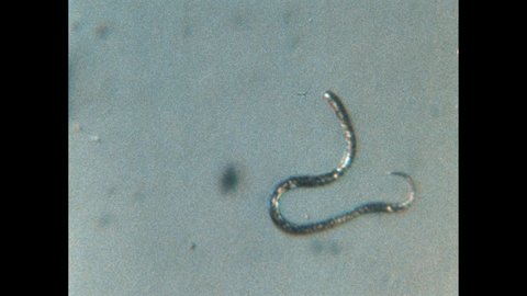 1970s: Microscopic worms wriggle about. Corn stalks in field. Diagram of small thin roundworm.