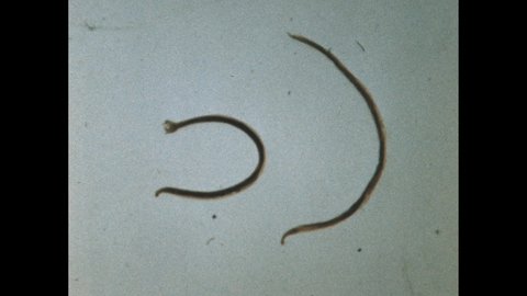 1970s: Dead worms on display. Long, thin worms wriggle about.