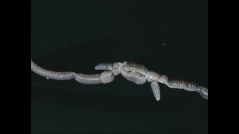 1970s: Leeches wriggle around in water. Worm hangs onto branch underwater, wriggles around.