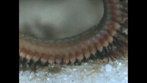 1970s: Worm with many hairs moves around under water. Tube worms in reef.