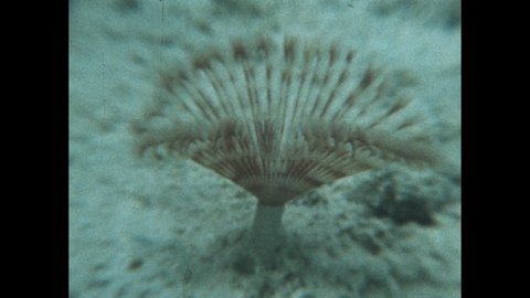 1970s: Tube worm fans out underwater. Man touches fan, tube worm retracts. Tube worms and marine worms in coral reef. Worm wriggles about in sand.