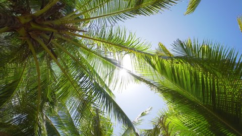 Coconut palm trees bottom view sun shining through branches sunny. Gimbal camera shot tilt up blue sky walking movement Australia. Camera Looking up coconut trees POV Passing under sunlight. 4k