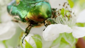 Beautiful metallic green scarab bug known as June Beetle (Cetonia aurata) feeding on blooming white flowers of Blackberry in the garden in 4K VIDEO. Close-up macro.