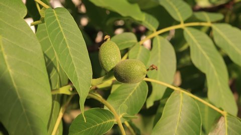Green ovary fruits of walnuts on a branch tree