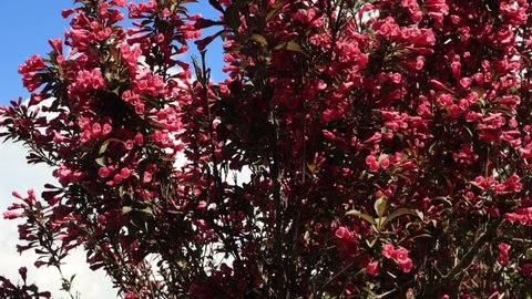 Bright pink flowers and buds of the Weigela Ruby Queen shrub against the blue sky on a sunny summer day