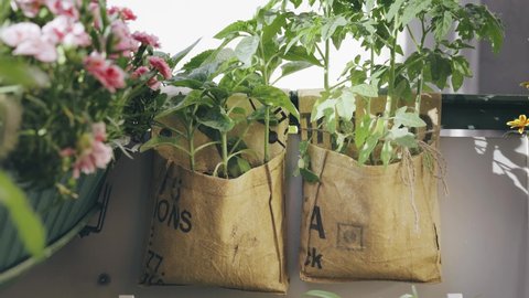 Recycled tee-big-bags for growing vegetables, herbs or flowers in balcony garden. Handmade reusable plant growing bags made by indian workers. Intelligent consumption and sustainability concept Video de stock