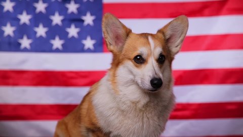 The proud Welsh Corgi Pembroke dog turns his head sweetly in front of the American flag. Flag Day in the United States of America. Fourth of July Independence Day. Patriotic dog. Celebrate USA.