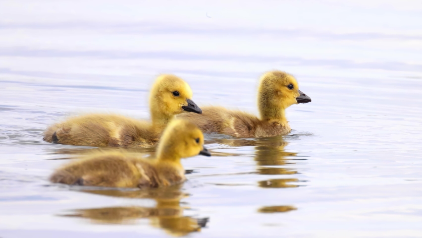 Some baby geese, called goslings or down, swimming on a lake. Royalty-Free Stock Footage #1090575569