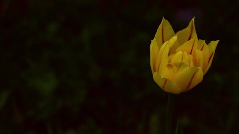 One yellow tulip with red veins sways in the wind on a green background. selective focus