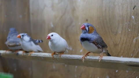 japanese finches four birds stand on a stick in a pet shop or zoo cage. Bright finches with red or orange beaks and white and gray feathers. Rare beautiful exotic birds