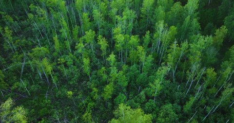 Flight over green forest in summer. Birch Grove. Aerial view  
