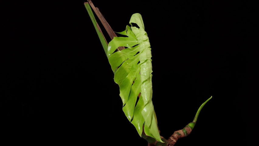 Time lapse of growing Monstera deliciosa plant leaf isolated on black background, 4k footage studio shot. | Shutterstock HD Video #1090582637
