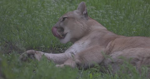 Beautiful Puma in spring forest. American cougar - mountain lion. Wild cat resting on the grass, scene in the woods. Wildlife America. Slow motion 120 fps, ProRes 422, ungraded C-LOG 10 bit