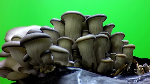 Mushrooms time lapse green screen. Oyster mushrooms. Grow mushrooms. Mushrooms time lapse. Fungus macro footage.