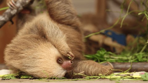 Incredible wildlife 4k footage of lazy young sloth hanging on three, eating, sometimes staring in camera. Tropical Rainforest, Conservation Park, Costa Rica. Cute sloth in natural habitat jungle.