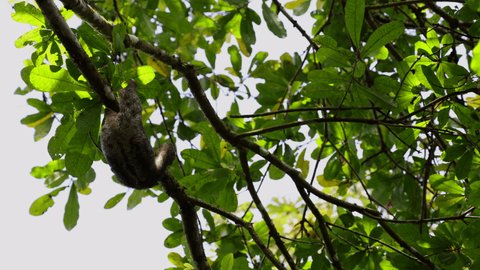 Incredible wildlife 4k footage of Grey lazy adult sloth slowly climbing a jungle tree. Tropical Rainforest, Conservation Park, Costa Rica. Cute sloth in natural habitat jungle.