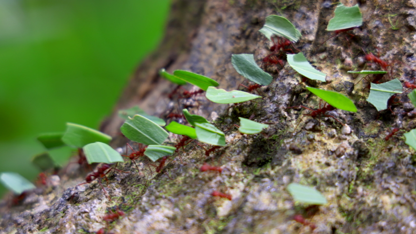 Incredible wildlife 4k macro footage of Leafcutter ants carrying down pieces of leaves across jungle to their nest in rainforest. Close-up of colony leaf-cutting ants crawling on a log. Costa Rica | Shutterstock HD Video #1090585535
