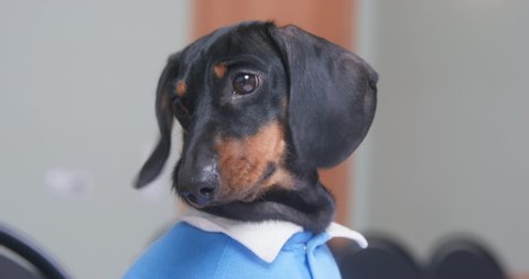 A small dachshund puppy looks around in confusion and embarrassment in search of support. The dog looks around fearfully and guiltily. The puppy looks defenseless and anxious. Stage fright, fear of