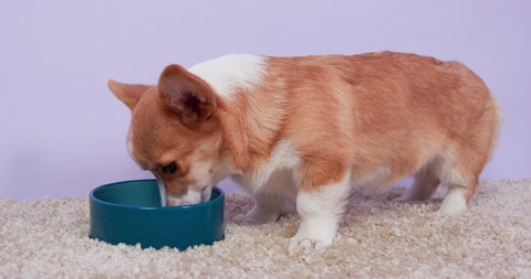 Hungry Welsh corgi Pembroke or cardigan dog greedily eats special diet food from a ceramic bowl on carpet at home. Advertising of special veterinary food for certain breeds