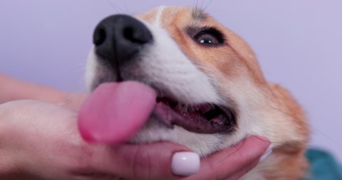 Poor Welsh corgi Pembroke is feeling bad and came to owner to complain. Pet put its head on hand of owner with its tongue sticking out, and person checks its mouth and teeth
