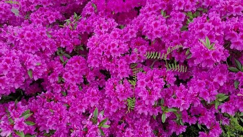 View of beautiful purple rhododendron flowers in spring