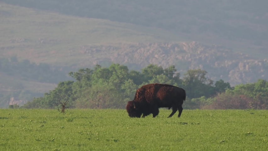 Close up shot of Bison eating grass at Oklahoma