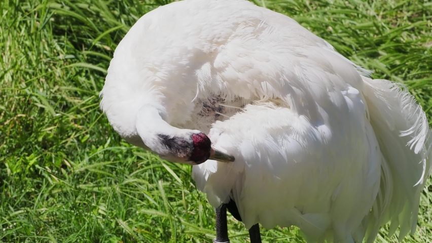 Close up shot of Whooping crane at Oklahoma