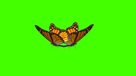 Monarch Butterflies Mating on Green Screen Background 4k Animation Stock Footage. 3D Butterfly Stock Videos.